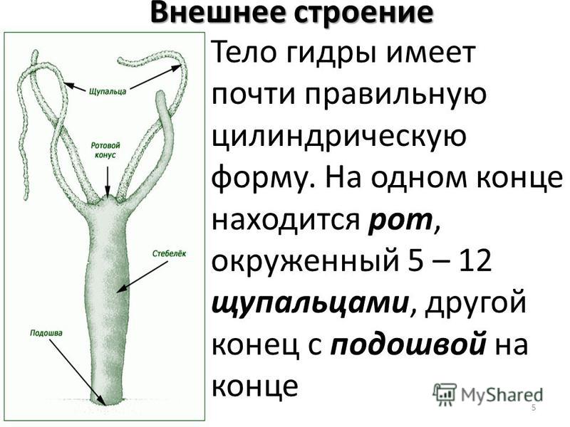 Правильная ссылка на blacksprut